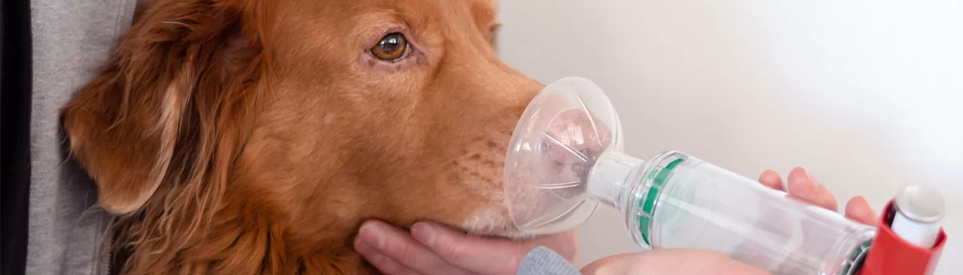 Dog sale wheezing treatment