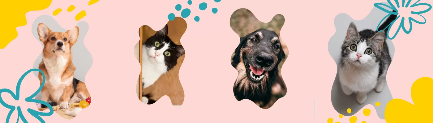 Dogs and Cats Header
